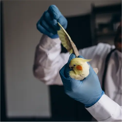 Curso de Fisiologia Dos Sistemas Estruturais Dos Animais